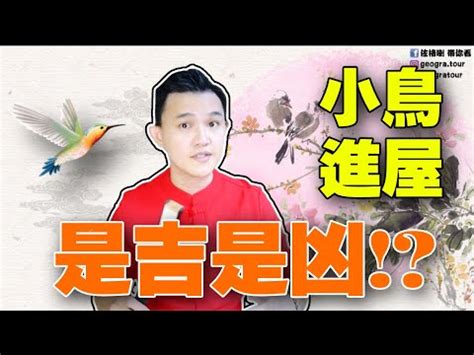 自來鳥風水|【自來鳥 風水】自來鳥光臨！風水玄機大揭秘：燕子進屋吉不。